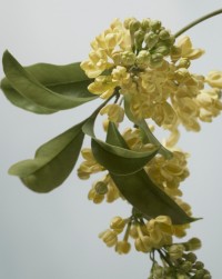 Burberry高定香氛系列鎏金柔雾香调，呈现水泽金盏花芳香
