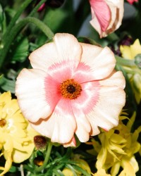 花卉照片