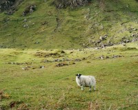 Sheep stood in the mountains.