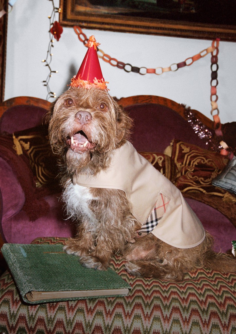 Burberry佳节宣传大片，萌犬身穿典藏米色格纹宠物风衣 